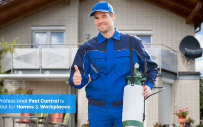 Creating Safer Spaces: Why Professional Pest Control Is Essential for Homes & Workplaces